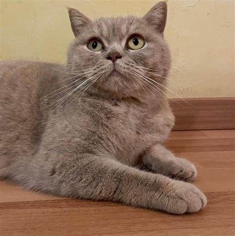 levage british shorthair metz|Chatterie des Diablotins du Verger